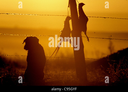 Schwarzer Labrador Retriever mit Fasane bei Sonnenuntergang Stockfoto