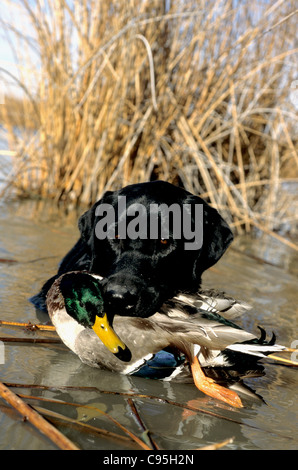 Schwarze Labrador Retriever mit Drake Mallard am Snake River in Idaho SW Stockfoto