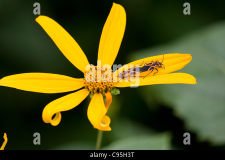 Kleinen östlichen Wolfsmilch Bugs (Lygaeus Turcicus) Paarung auf Topinambur (Helianthus Tuberosus) Stockfoto