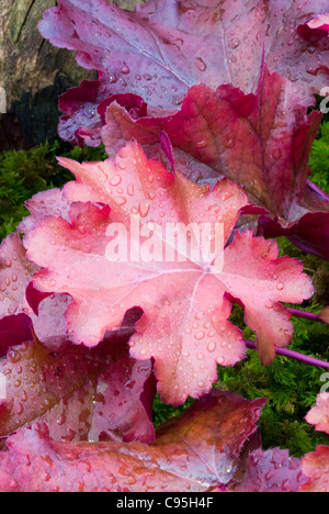 Heuchera Mahagoni Schatten mehrjährige Gartenpflanze orange rot dunkles Lila Blatt Farben Belaubung Blätter Stockfoto