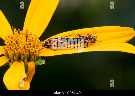 Kleinen östlichen Wolfsmilch Bugs (Lygaeus Turcicus) Paarung auf Topinambur (Helianthus Tuberosus) Stockfoto