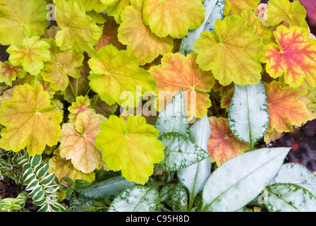 Pulmonaria Baumwolle Cool & Heuchera Wunder mehrjährige Laub Schatten Pflanzen zusammen, lässt Kontrast der Blatt-Typen, Farben, Formen, Gold, Silber, pink Stockfoto