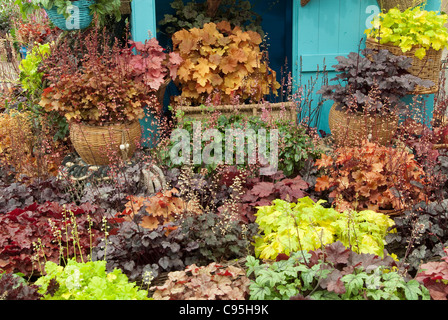 Container Garten mehrjährige Pflanzen Heuchera Mischung Laub & Blüte mit vielen Arten von Sorten & Sorten Schatten Garten Stockfoto