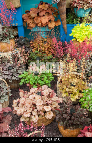 Container Garten Heuchera Mischung Laub Pflanzen und Blumen für Schatten Gärten Stockfoto