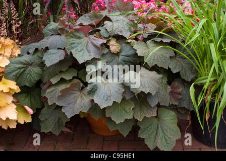 Heuchera "Brownies" im Topf Container mit großen dunklen lila schwarz braune Laub, mehrjährige Schatten Gartenpflanze Stockfoto