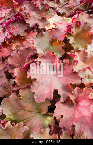 Heuchera 'Kassandra' im Herbst Herbstlaub, bunte Laub mehrjährige Pflanze überbackene rote orange Blatt Farben für Schatten Garten Stockfoto