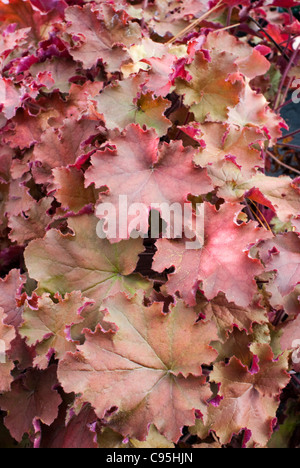 Heuchera 'Kassandra' im Herbst aka Cassandra, Blätter orangerot ändern Laub im Herbst Schatten Garten gewellten Blattrand Stockfoto