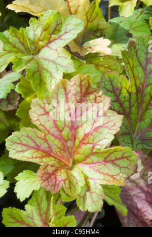 Heuchera 'Electric Lime"im Herbst fallen, mehrjährige Blattpflanze mit prominenten roten Adern & grüne Blätter für Schatten Garten Stockfoto