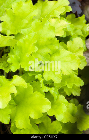 Heuchera "Lime Marmelade" mehrjährige Blattpflanze mit grünen Gelbgold überbacken ziemlich Rüschen Blätter für Schatten Garten Stockfoto