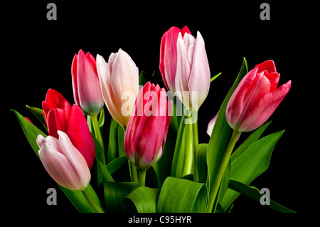 Bunte Tulpen Stockfoto