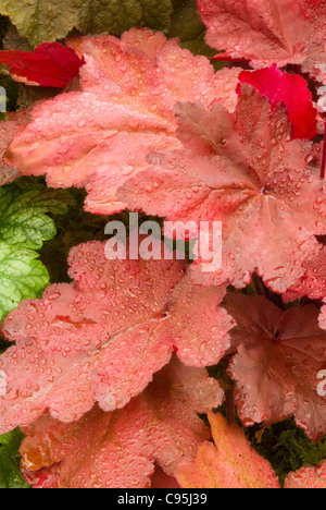 Heuchera "Autumn Leaves" mehrjährige Blattpflanze Korallen Glocken mit orange roten Blätter full-Frame-schöne Schatten Garten Blatt Stockfoto