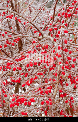 Rote Beeren im Winter Eis wächst außerhalb auf Berberitze Berberis Thunbergii Beere Essen Tierwelt Vögel gesamten Rahmen Stockfoto