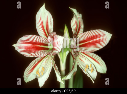 Rot-weiß gestreiften Blüten der Glühbirne Hippeastrum Papilio Amaryllis Arten Stockfoto