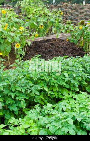 Kompostierte Misthaufen + Kartoffel Pflanzen Gemüse und Sonnenblumen, Boden Nährstoffe organischen im Garten schöne Blumen wieder aufzufüllen Stockfoto