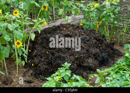 Kompostierte Misthaufen + Kartoffel Pflanzen Gemüse & Sonnenblumen Boden Nährstoffe gesunde grüne organische Gartenarbeit Blumen wieder aufzufüllen Stockfoto