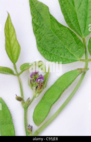 Sojabohne Pflanzenteile, Blume, Bohne, Blätter Blatt Makro Details auf weißem Hintergrund, Glycine max Stockfoto
