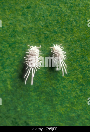 Longtailed Schmierlaus (Pseudococcus Longispinus), zwei Wolllusen, Kopf an  Kopf auf eine Orchidee Blatt, Deutschland, Bayern Stockfotografie - Alamy