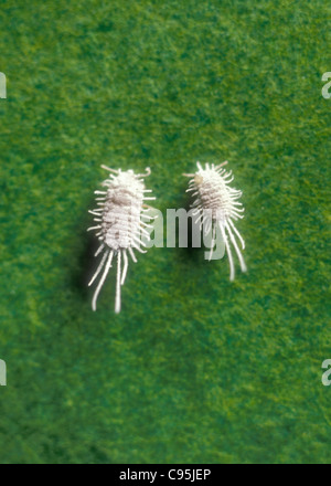 Schmierlaus Insekt Pflanze Pest Makro Nahaufnahme von zwei ungepanzerte Schildläuse cottony weiße Pseudococcus Longtailed Wollläuse Antenne Stockfoto