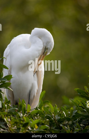 Silberreiher (Egretta Ardea Alba), amerikanische Unterart, ruht auf einem Baum Stockfoto