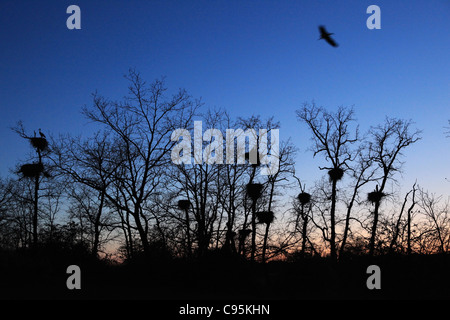 Eichen mit mehreren Nestern der Weißstorch (Ciconia Ciconia) in der Dämmerung nach Sonnenuntergang in Fundão, Portugal. Stockfoto