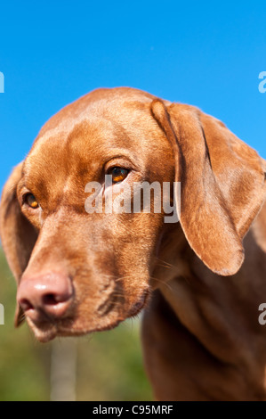 Ein Vizsla Hund starrt aufmerksam auf etwas auf dem Boden. Stockfoto