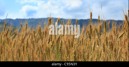 Bild von ein Getreide-Feld in einem heißen, sonnigen Sommertag. Stockfoto