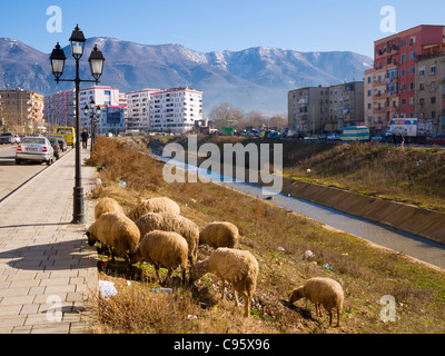 Schafe grasen am Ufer des Flusses Lana, Bulevardi Zhan D'Ark, Tirana, Albanien Stockfoto