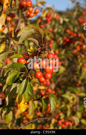 Krabben Sie-Apfel Malus 'Evereste' im Herbst Sonnenschein Stockfoto