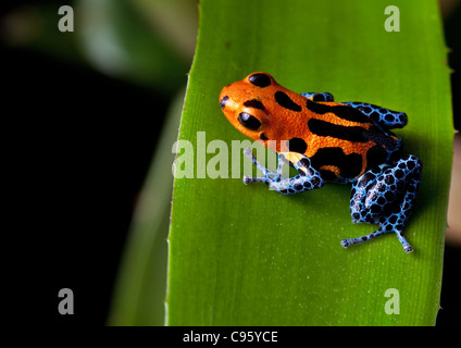 rot gestreifte poison Dart blau Froschschenkel der Amazonas-Regenwald in Peru, giftige Tiere des tropischen Regenwaldes, Haustier im terrarium Stockfoto