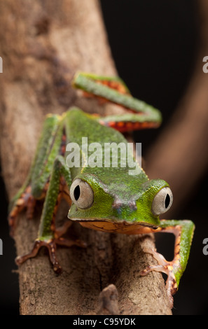 Laubfrosch Phyllomedusa Vailanti im Amazonas-Regenwald Stockfoto