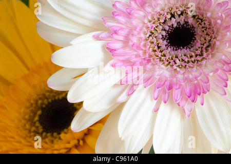 zwei Gerbera Blumen Stockfoto