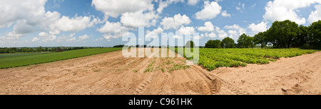 Ein Panorama von zwei Traktoren und Geräte Ernte neue Frühkartoffeln aus einem Feld im Vereinigten Königreich Stockfoto