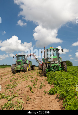 Zwei Bauern ernten neue Frühkartoffeln mit zwei Traktoren und Anhänger gezogenen Kartoffelroder. Stockfoto