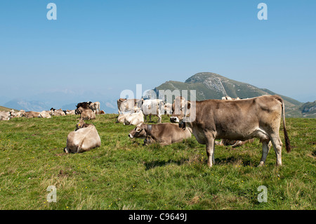 Kuh Weiden auf Feld an der Spitze des Monte Baldo über dem Gardasee, Italien Stockfoto