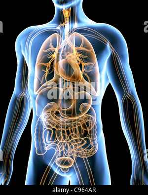 Menschliche Anatomie, artwork Stockfoto