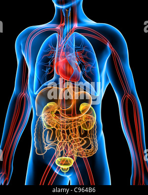 Menschliche Anatomie, artwork Stockfoto