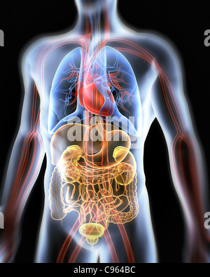 Menschliche Anatomie, artwork Stockfoto