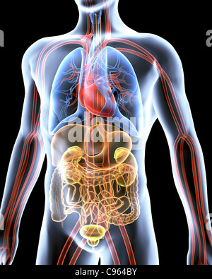 Menschliche Anatomie, artwork Stockfoto