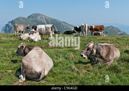 Kuh Weiden auf Feld an der Spitze des Monte Baldo über dem Gardasee, Italien Stockfoto