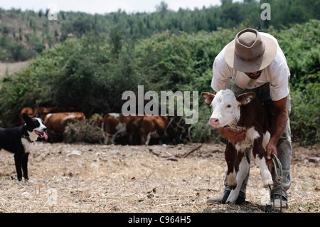 Rinderzucht In Israel, Mount Carmel Landwirt Fürsorge für ein neugeborenes Kalb Stockfoto