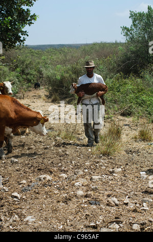 Rinderzucht In Israel, Mount Carmel Landwirt Fürsorge für ein neugeborenes Kalb Stockfoto