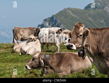 Kuh Weiden auf Feld an der Spitze des Monte Baldo über dem Gardasee, Italien Stockfoto