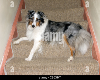 Lässige Sheltie auf Treppen. Stockfoto