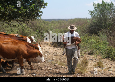 Rinderzucht In Israel, Mount Carmel Landwirt Fürsorge für ein neugeborenes Kalb Stockfoto