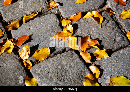Auf Kopfsteinpflaster im Herbst Blätter gefallen Stockfoto