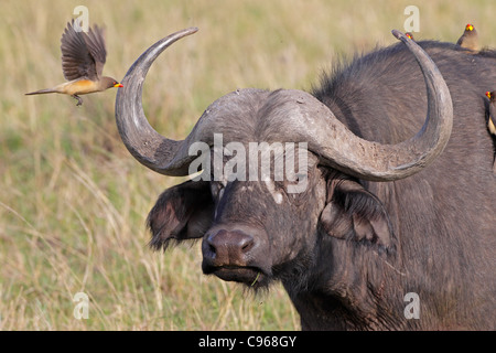 Kaffernbüffel mit rot-billed Oxpeckers auf dem Rücken und einem vorbeifliegen Stockfoto
