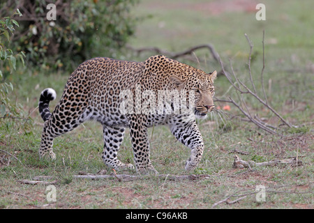 Leopard, die zu Fuß in Richtung der Kameras Stockfoto