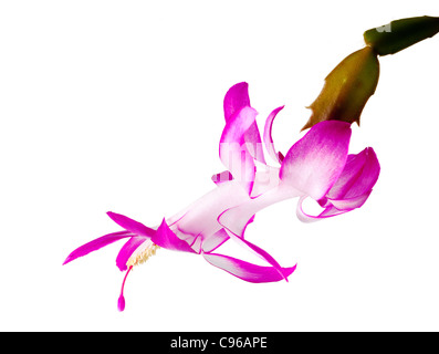 Blüte der Weihnachten Kakteen blühen im Makro und isoliert gegen weiß Stockfoto
