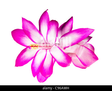 Blüte der Weihnachten Kakteen blühen im Makro und isoliert gegen weiß Stockfoto