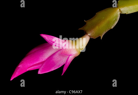 Blüte der Weihnachten Kakteen blühen im Makro und isoliert gegen Schwarz Stockfoto